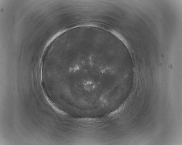 X0000081431127200701261816