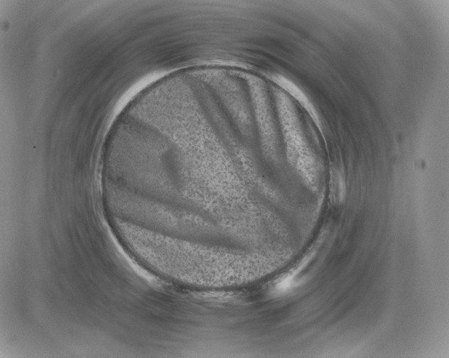 X0000081431141200701261816