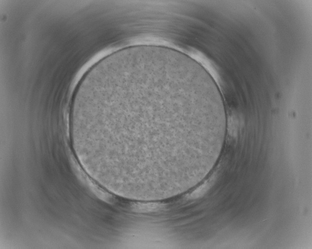 X0000081431150200701261816