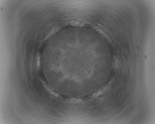 X0000081431154200701261815