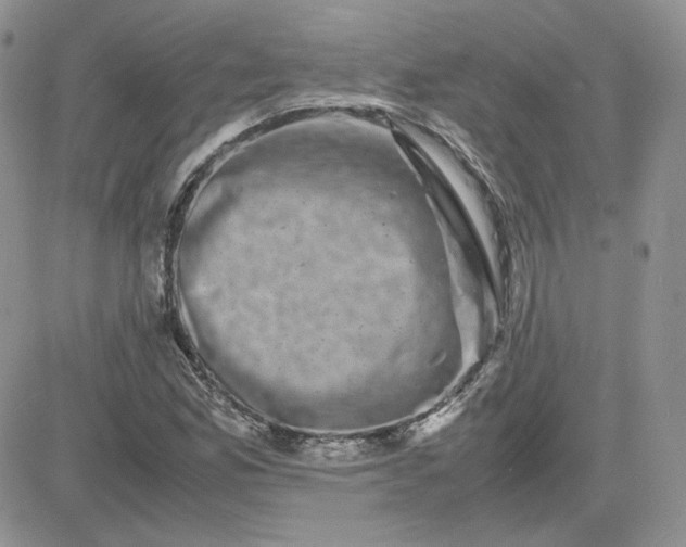 X0000081431165200701261815