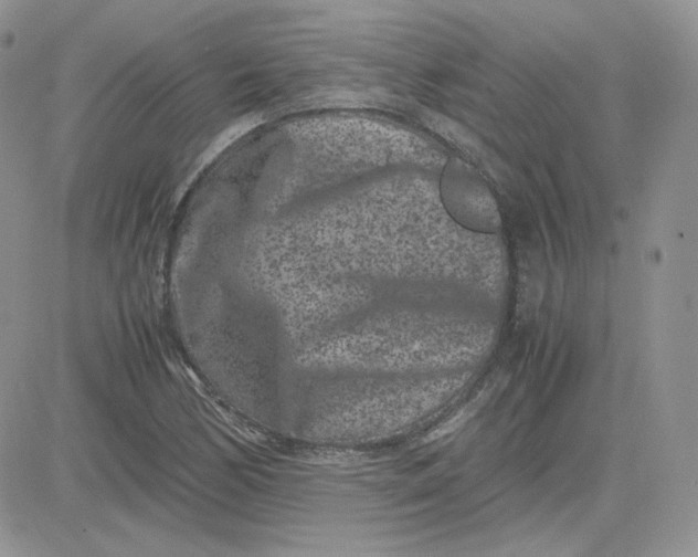 X0000081431170200701261815