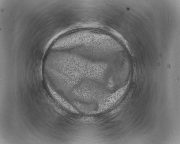 X0000081431174200701261815