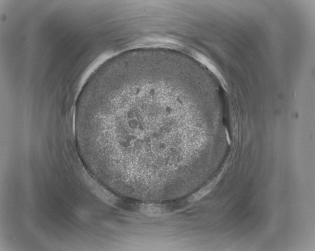 X0000081431275200701261813