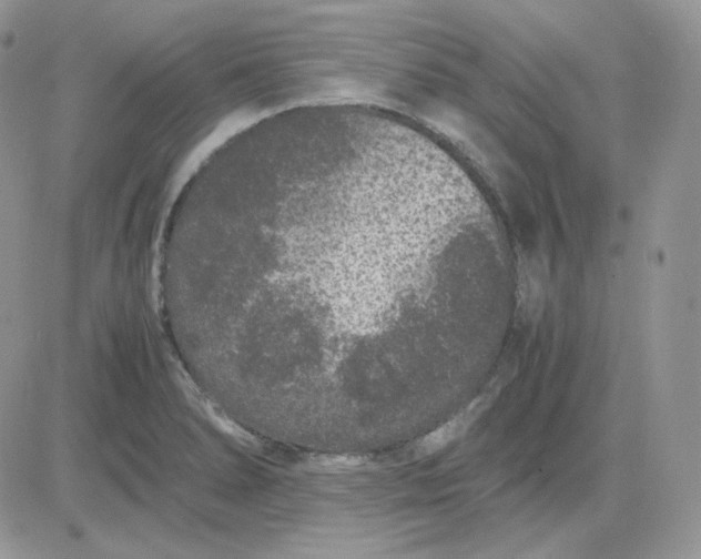 X0000081431278200701261813