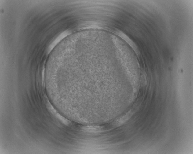 X0000081431290200701261813