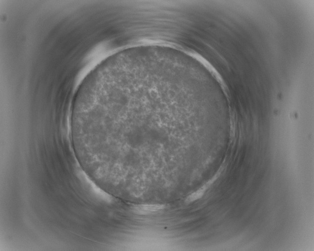 X0000081431294200701261813