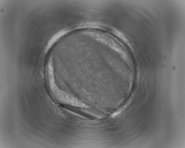 X0000081431312200701261812