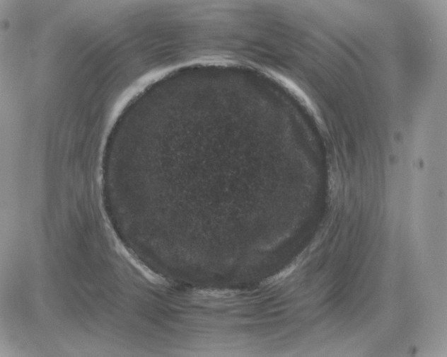 X0000081431327200701261813