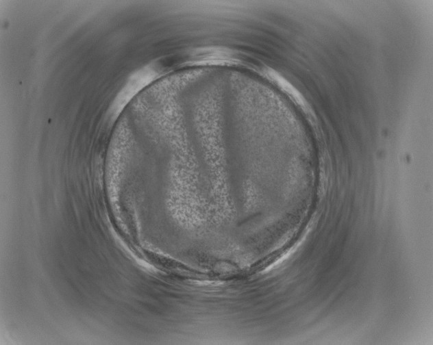 X0000081431329200701261813