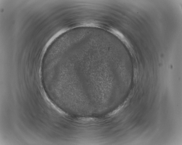 X0000081431331200701261813