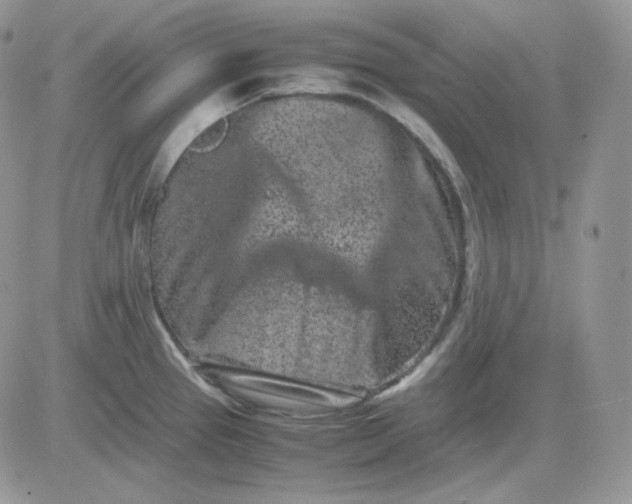 X0000081431337200701261813