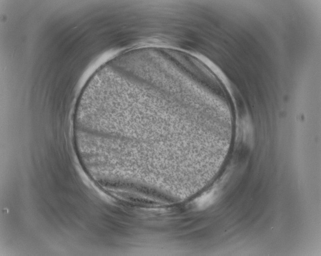 X0000081431341200701261813