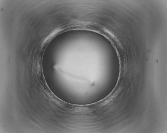 X0000081431354200701261812