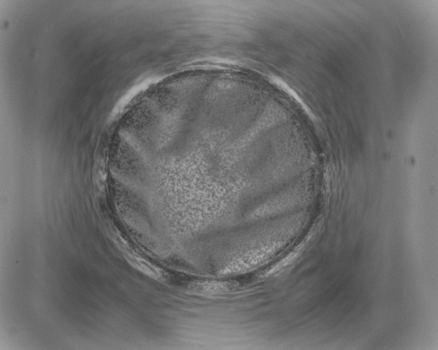 X0000081431355200701261812