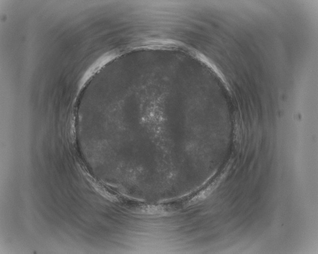 X0000081431362200701261812