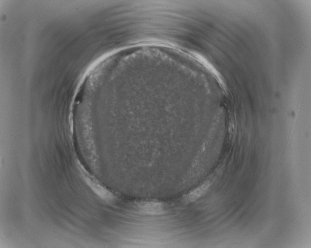 X0000081431372200701261812