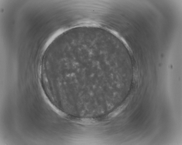 X0000081431383200701261812