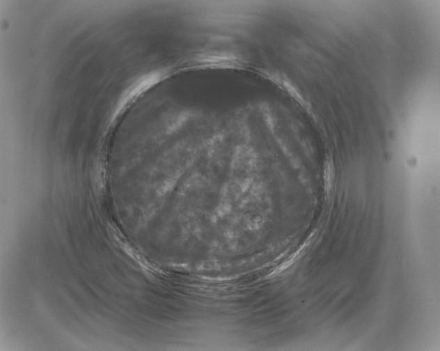 X0000081431405200701261811