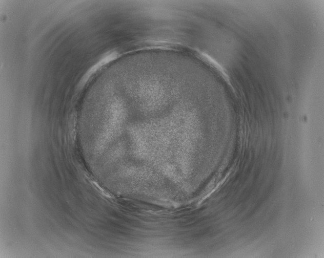 X0000081431411200701261811