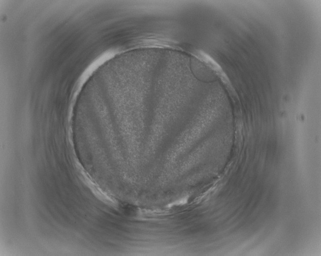 X0000081431427200701261811