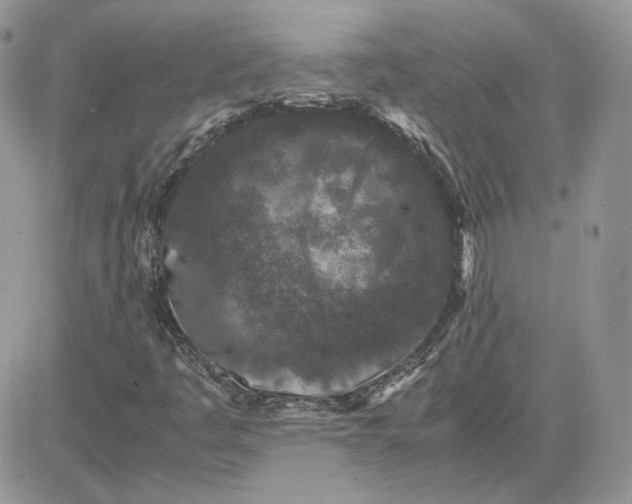 X0000081431445200701261810