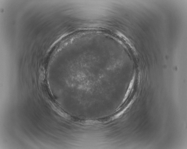 X0000081431449200701261810