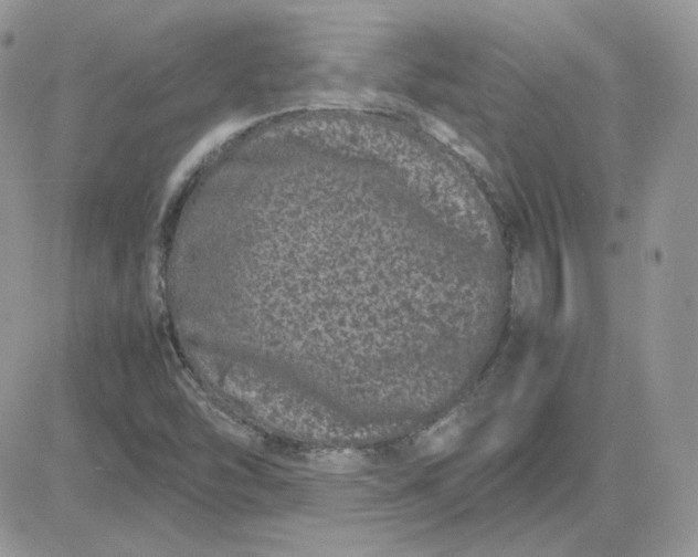 X0000081431454200701261810