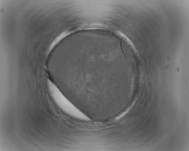 X0000081431457200701261810