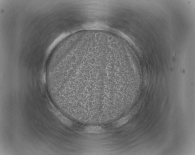 X0000081431462200701261810