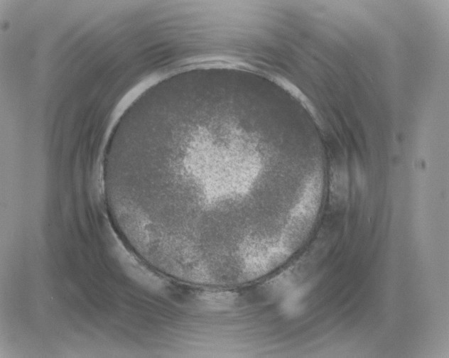 X0000081431466200701261810