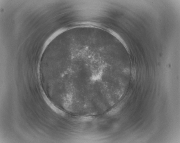 X0000081431482200701261810