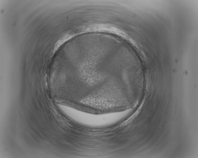 X0000081431497200701261809