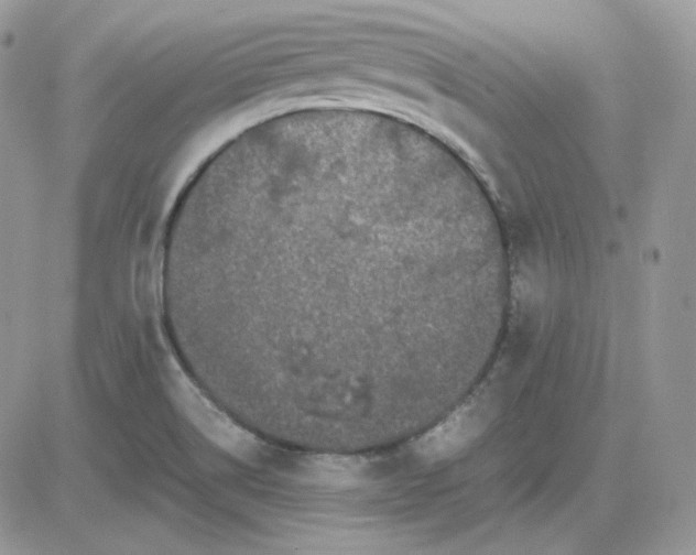 X0000081431514200701261809