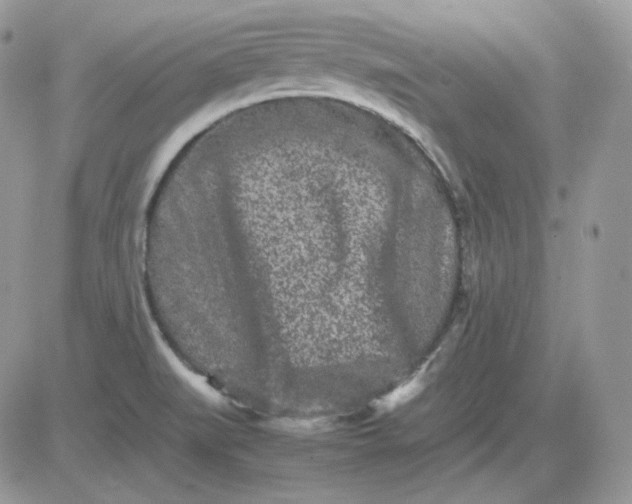 X0000081431519200701261810