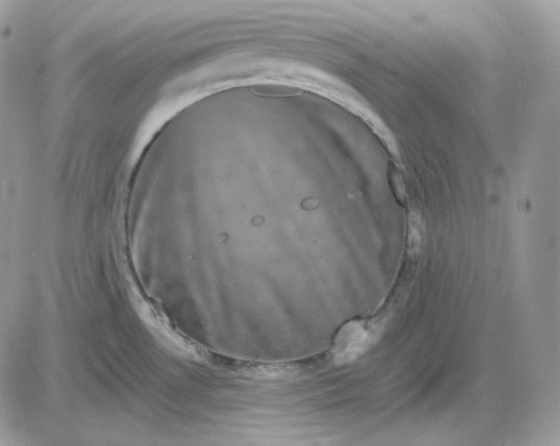 X0000081431530200701261810