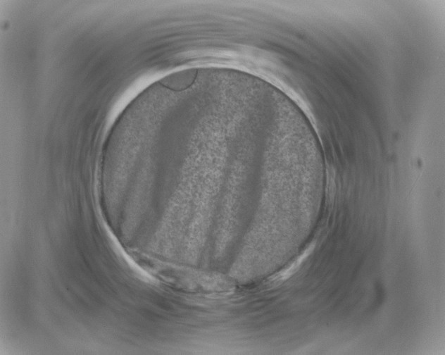 X0000081431533200701261810