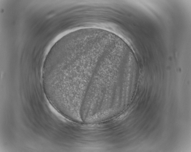 X0000081431535200701261810