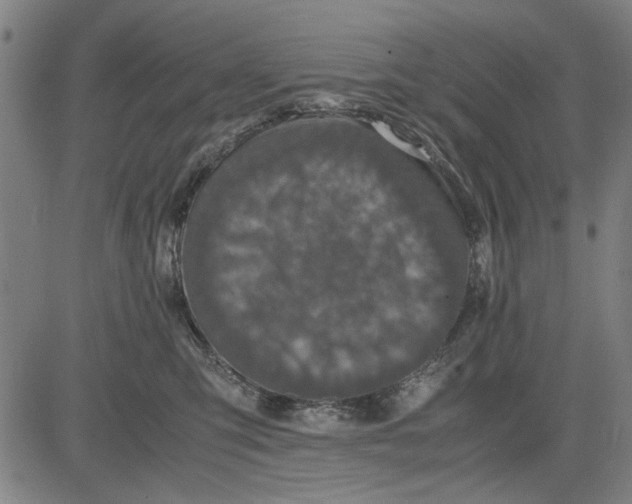 X0000081430423200702021657