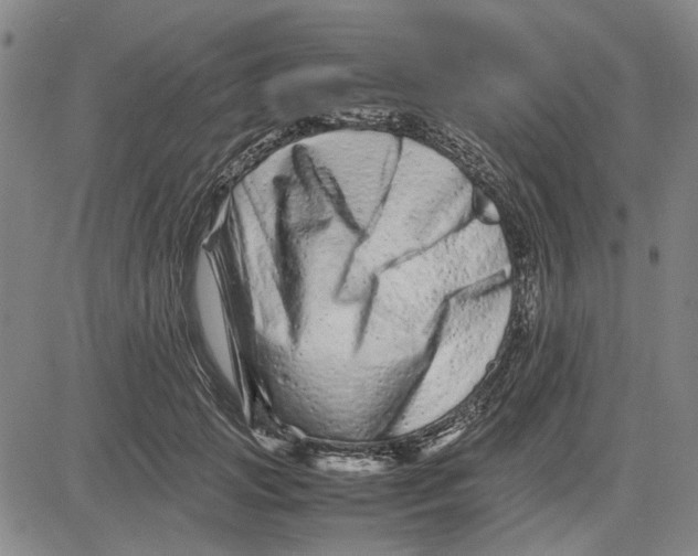 X0000081430749200702021652