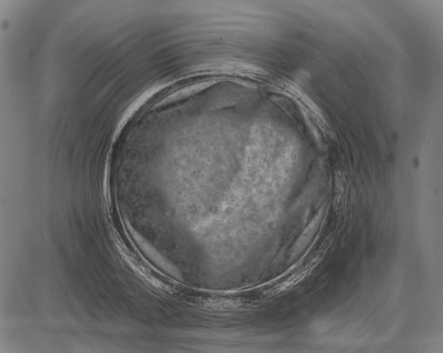 X0000081430788200702021651