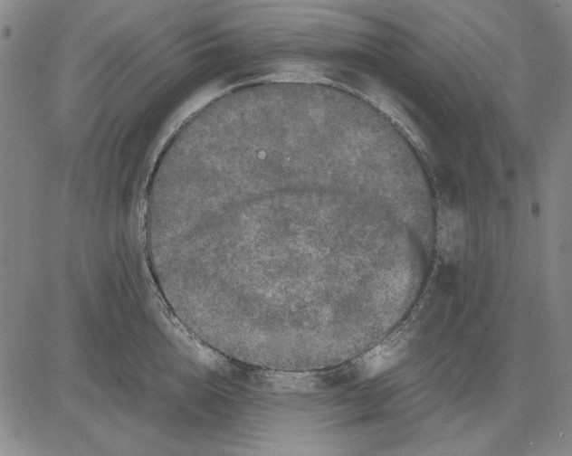 X0000081430856200702021650