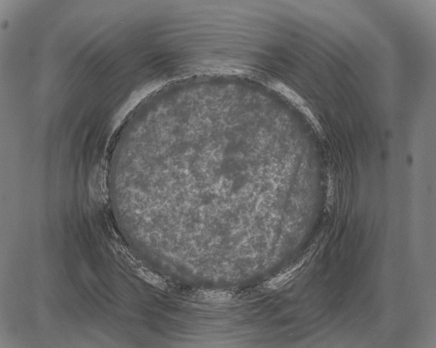 X0000081430878200702021650