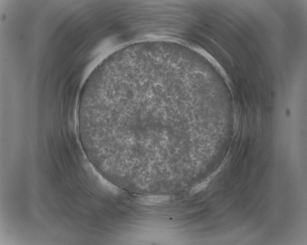 X0000081431294200702021643