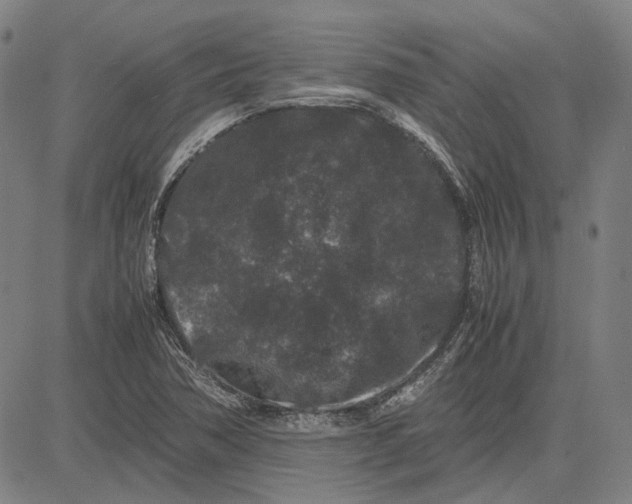 X0000081431362200702021642