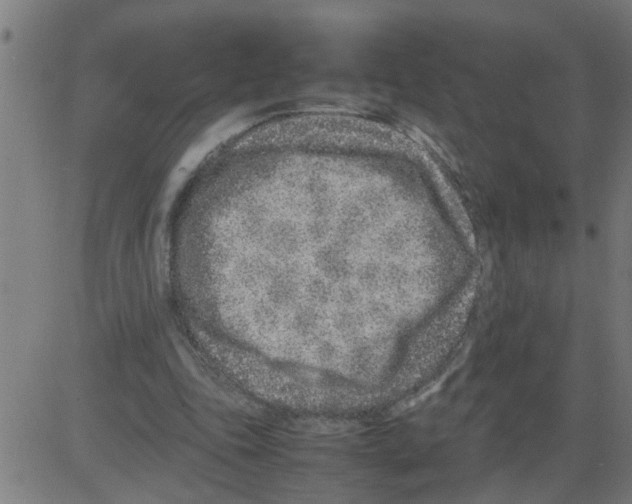 X0000081430343200702092205