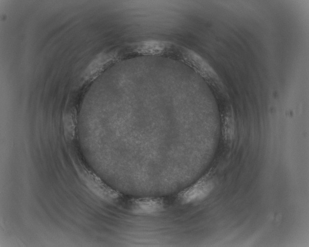 X0000081430370200702092205