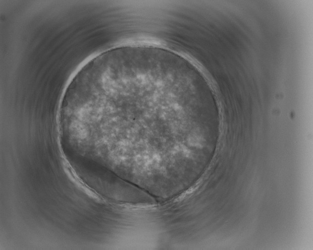 X0000081430864200702092158