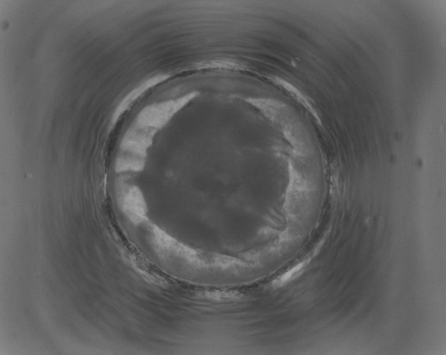 X0000081431117200702092153