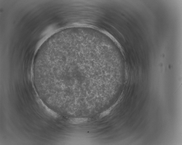 X0000081431294200702092150